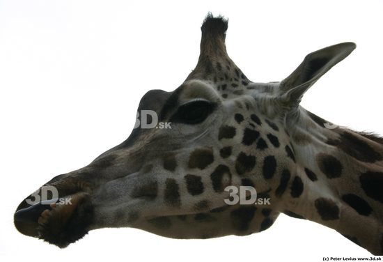 Head Giraffe