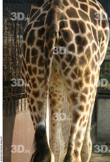 Bottom Giraffe