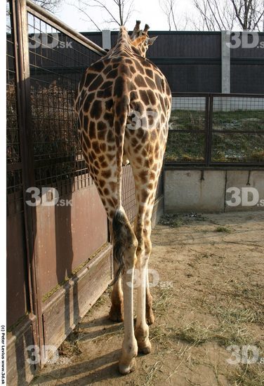 Leg Giraffe