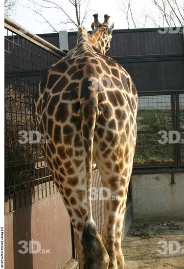 Bottom Giraffe