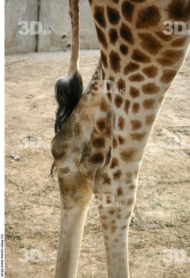 Thigh Giraffe