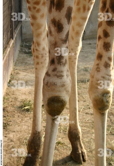 Leg Giraffe