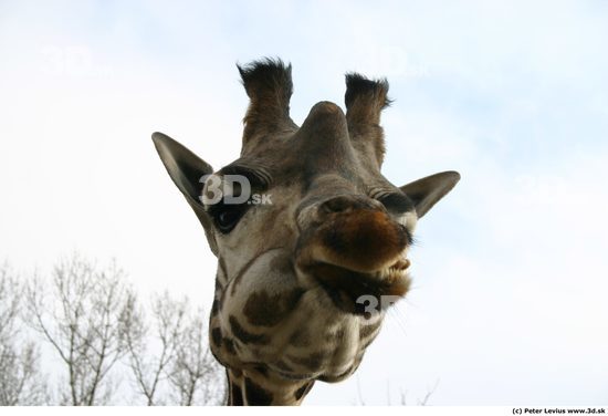 Head Giraffe