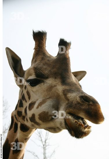 Head Giraffe