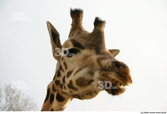 Head Giraffe