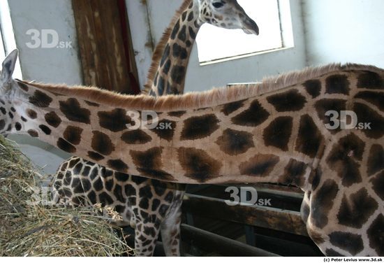 Neck Giraffe