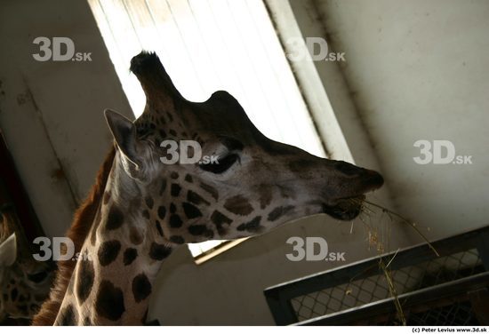 Head Giraffe