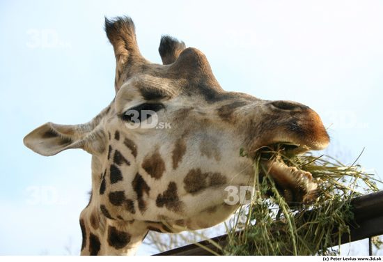 Head Animation references Giraffe