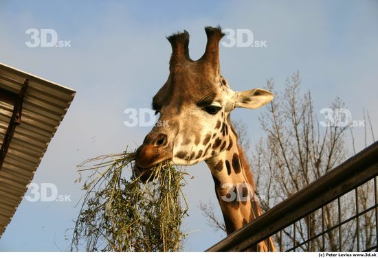 Head Animation references Giraffe