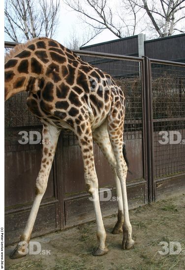 Leg Animation references Giraffe