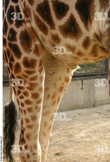 Thigh Animation references Giraffe