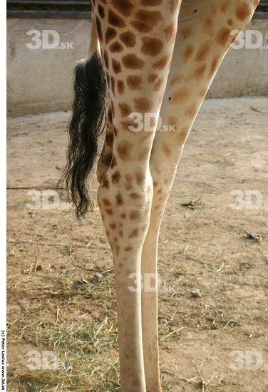 Knee Animation references Giraffe