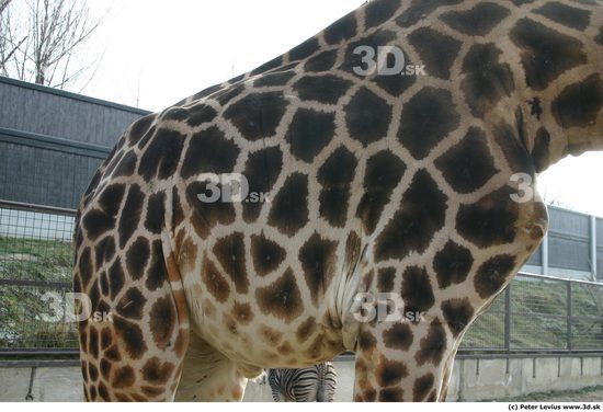 Belly Giraffe