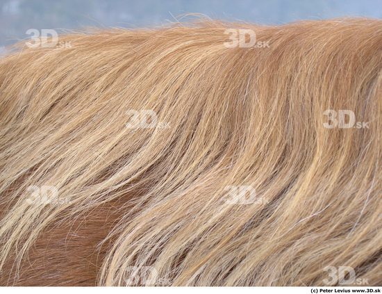 Hair Horse