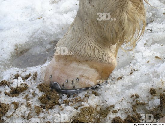 Foot Horse