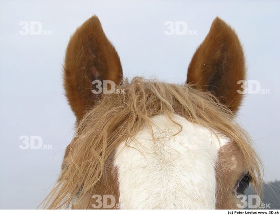 Ear Horse