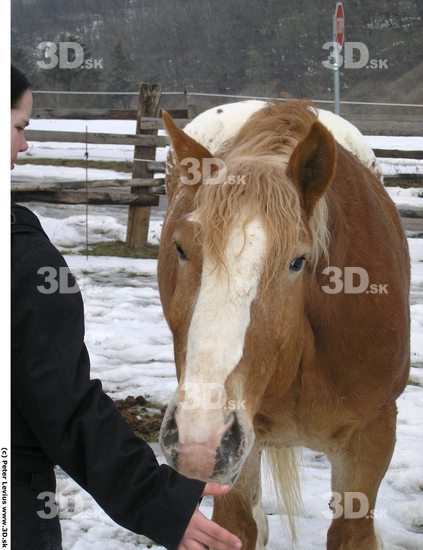 Head Horse