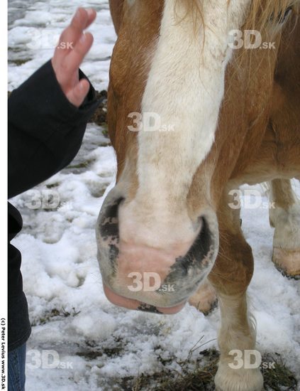 Nose Horse