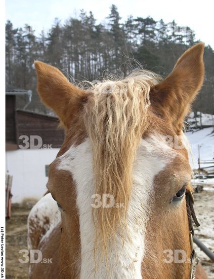 Ear Horse