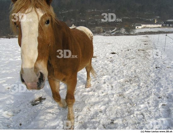 Whole Body Animation references Horse