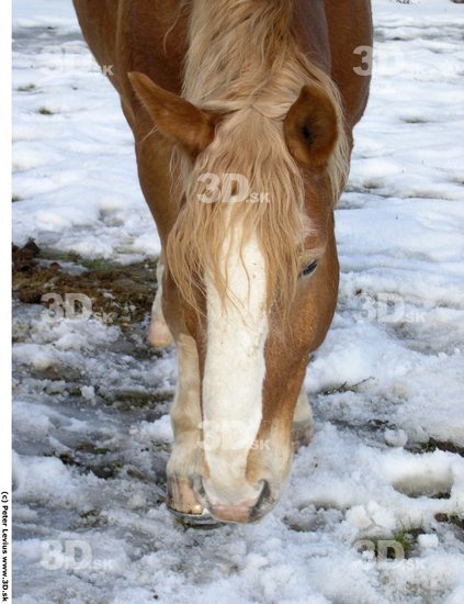 Head Animation references Horse