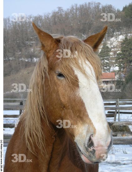 Head Animation references Horse