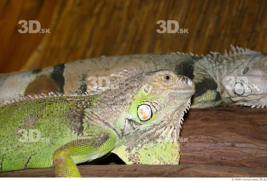 Head Iguana