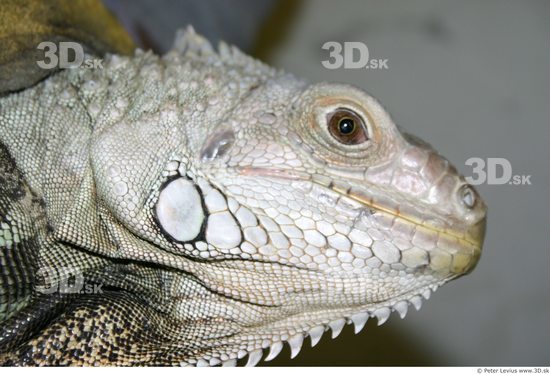 Head Iguana