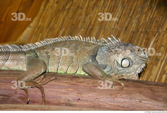 Upper Body Iguana