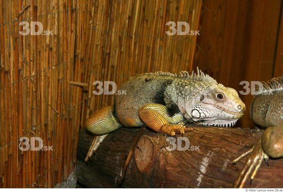 Head Iguana