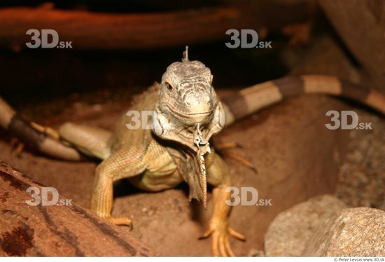 Head Iguana