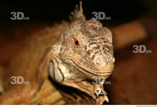 Head Iguana