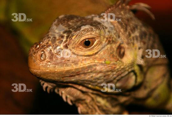 Head Iguana