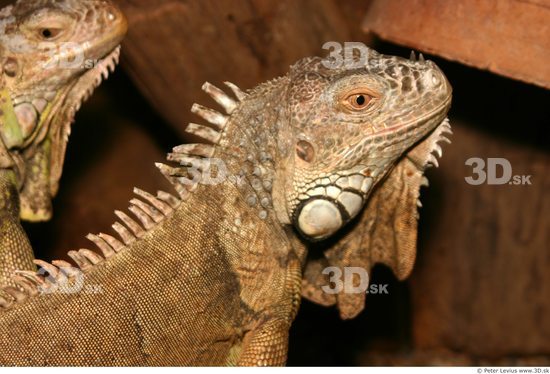 Upper Body Iguana