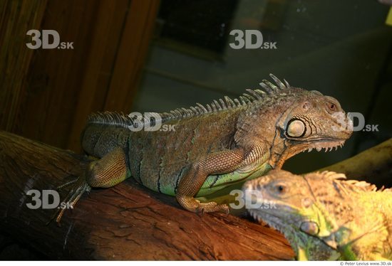 Upper Body Iguana