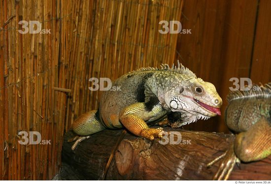 Upper Body Iguana