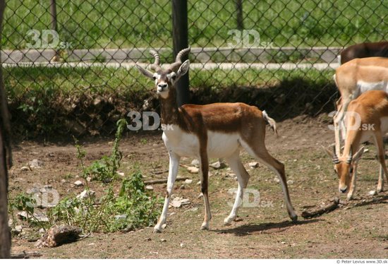 Whole Body Antelope