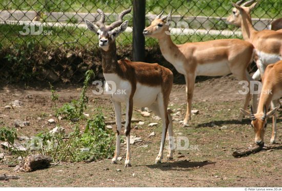 Whole Body Antelope