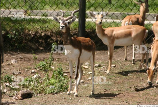 Whole Body Antelope