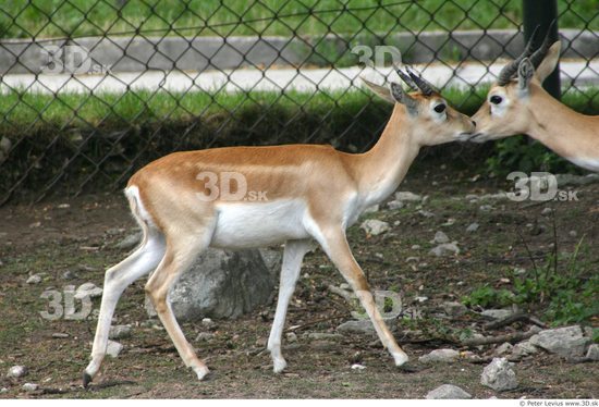 Whole Body Antelope