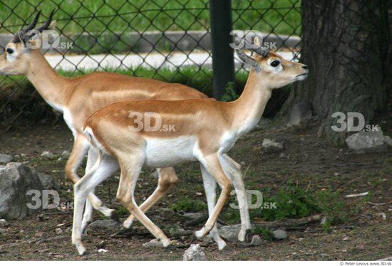 Whole Body Antelope