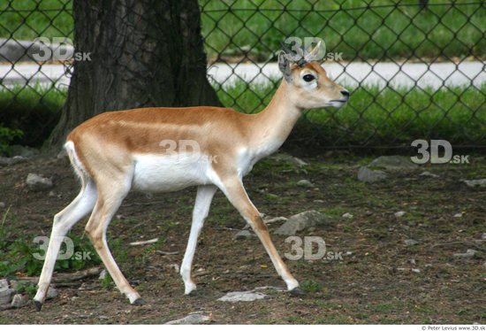 Whole Body Antelope