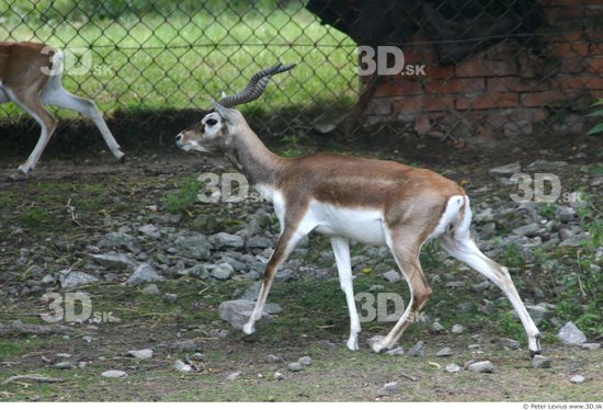 Whole Body Antelope