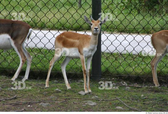 Whole Body Antelope