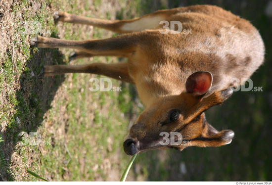 Whole Body Muntjac