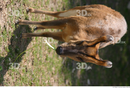 Whole Body Muntjac