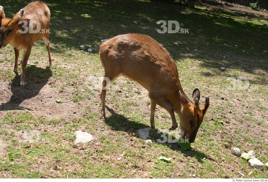 Whole Body Muntjac