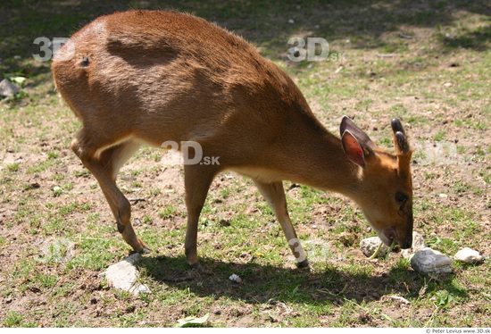 Whole Body Muntjac