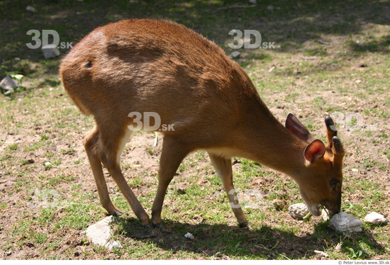 Whole Body Muntjac