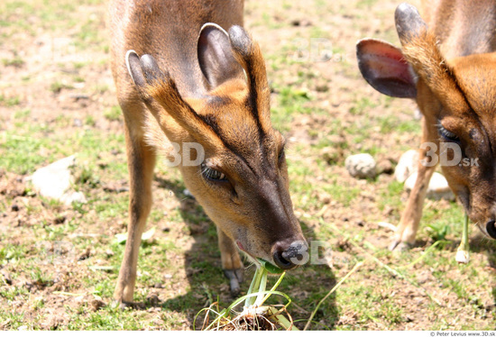 Head Muntjac